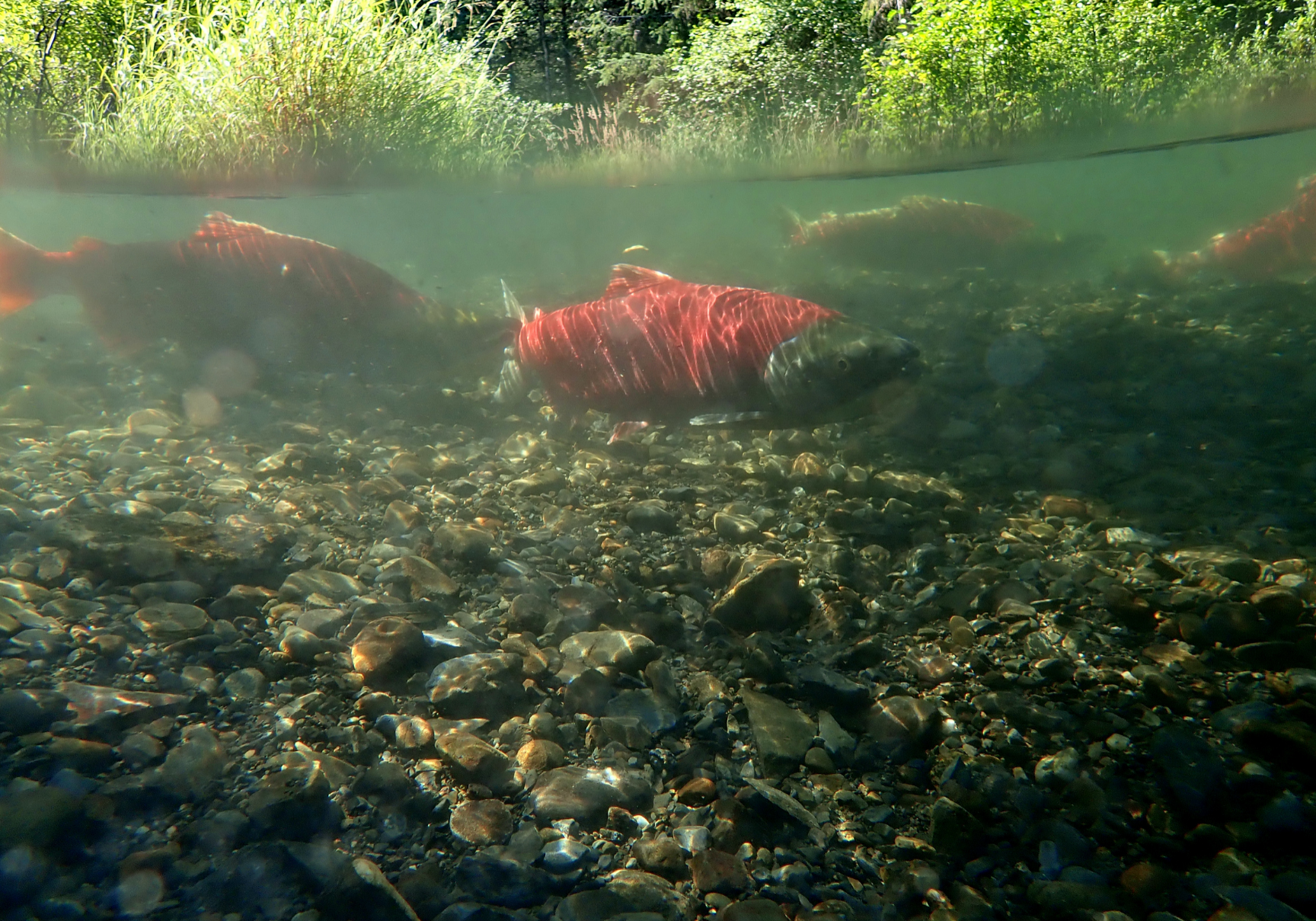 Water and Resources Species at Risk Natural Processes Habitats Sacred Places Scenic views Relationships with Land Future Generations (2)
