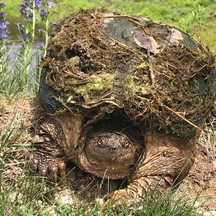 beauty earth turtle