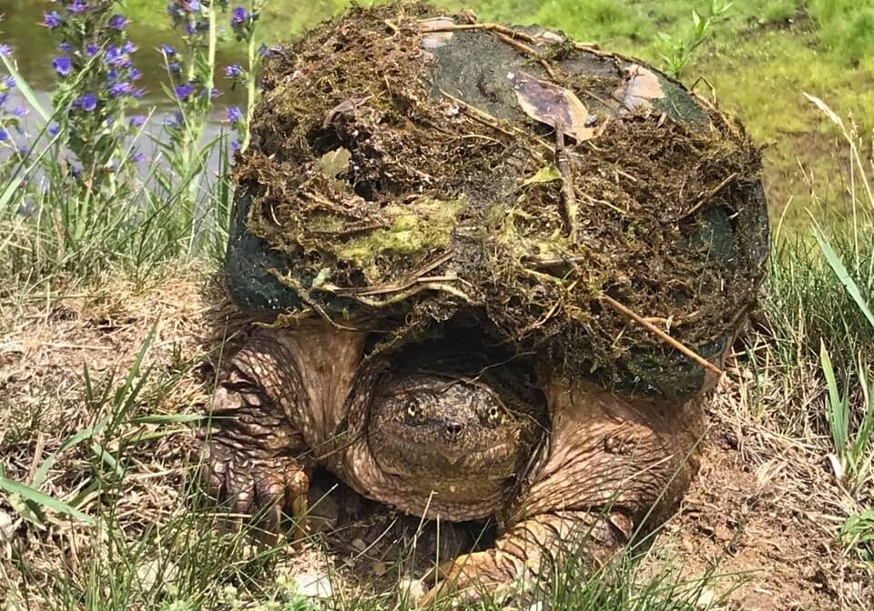 beauty earth turtle