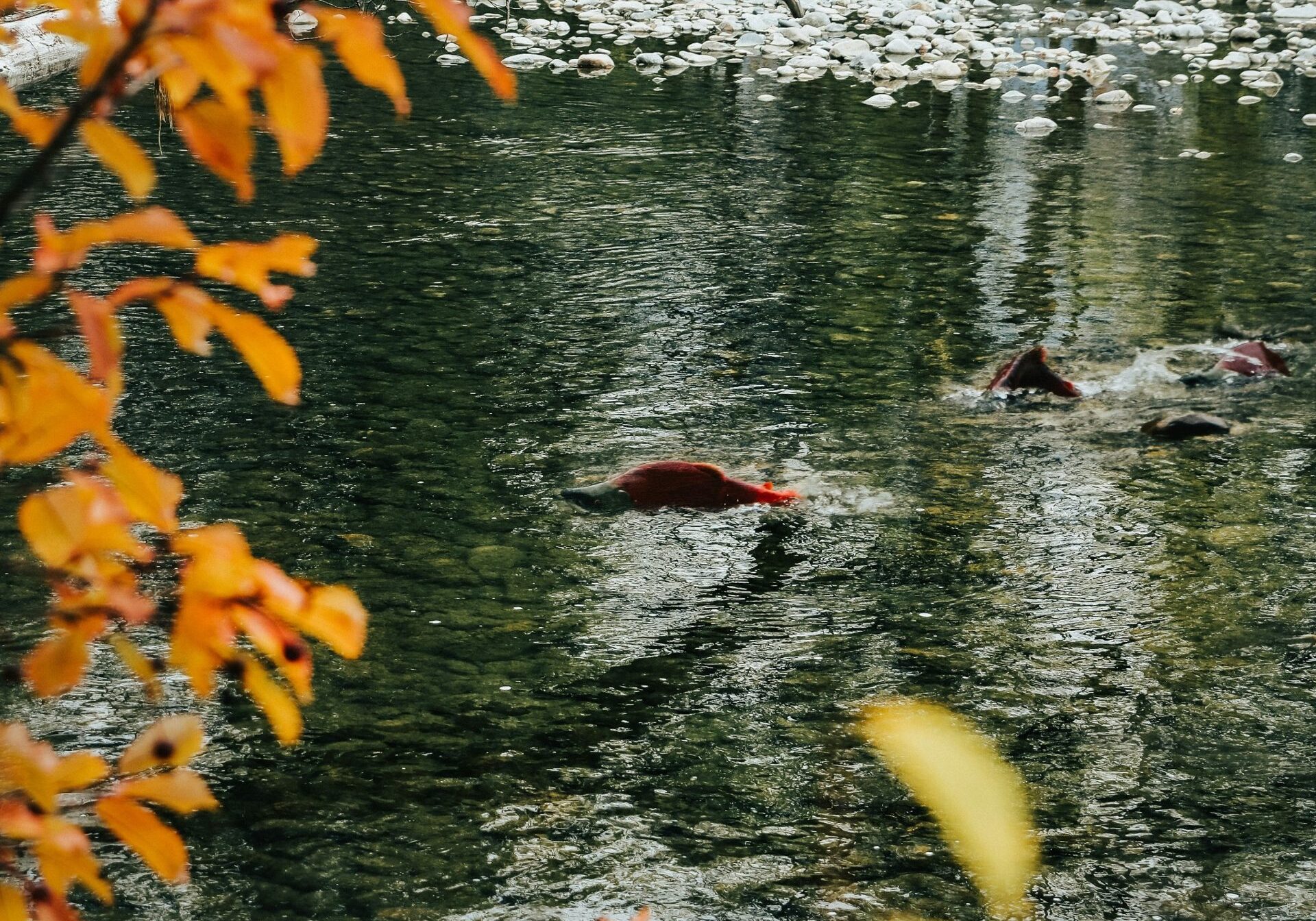 beaver-builder-optimized