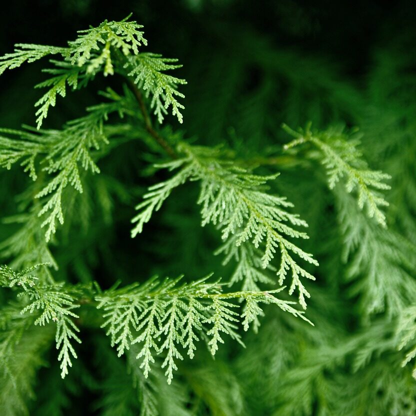 cedar