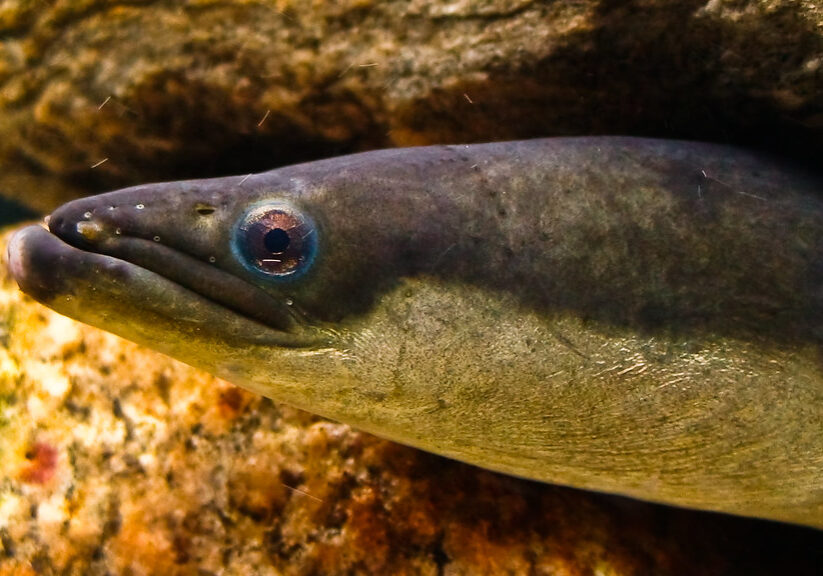 eel