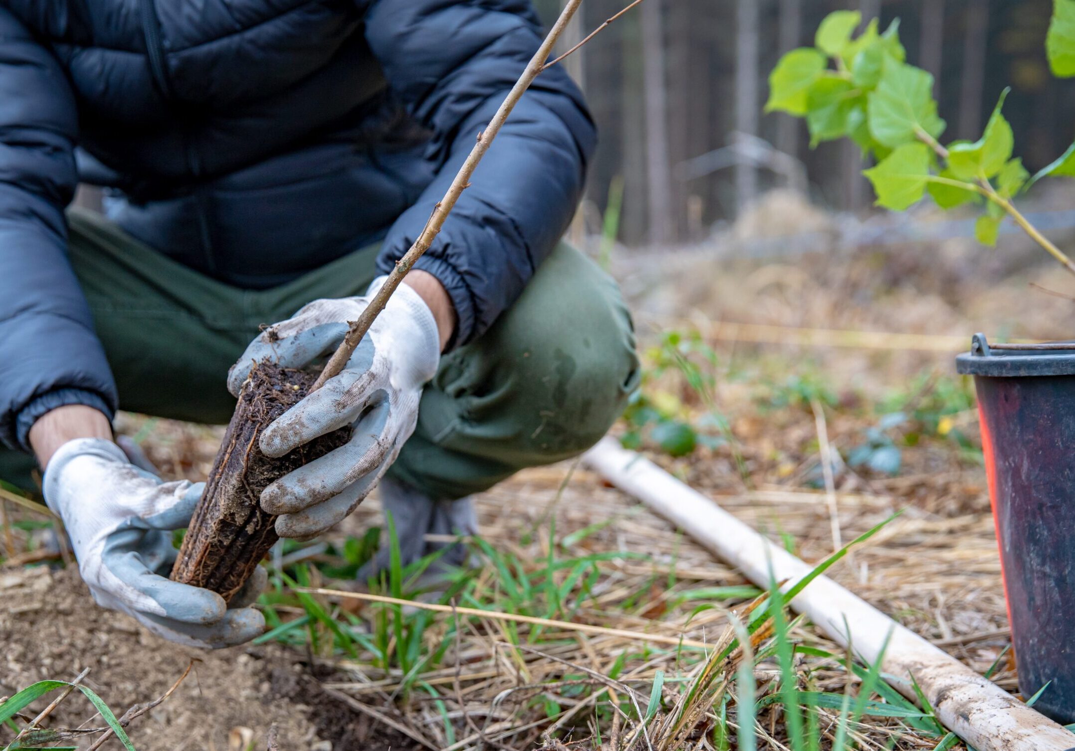 Restoring,A,Dying,Forest,With,The,Help,Of,Planting,New