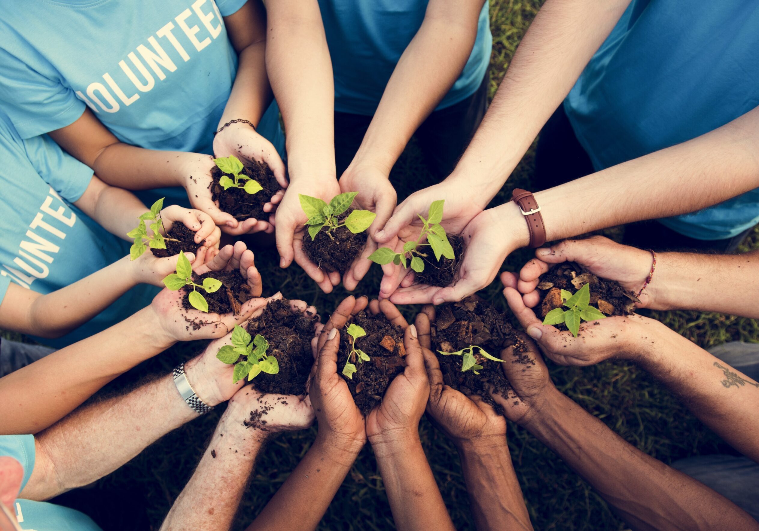 Group,Of,Volunteer,With,Sprout,For,Growing