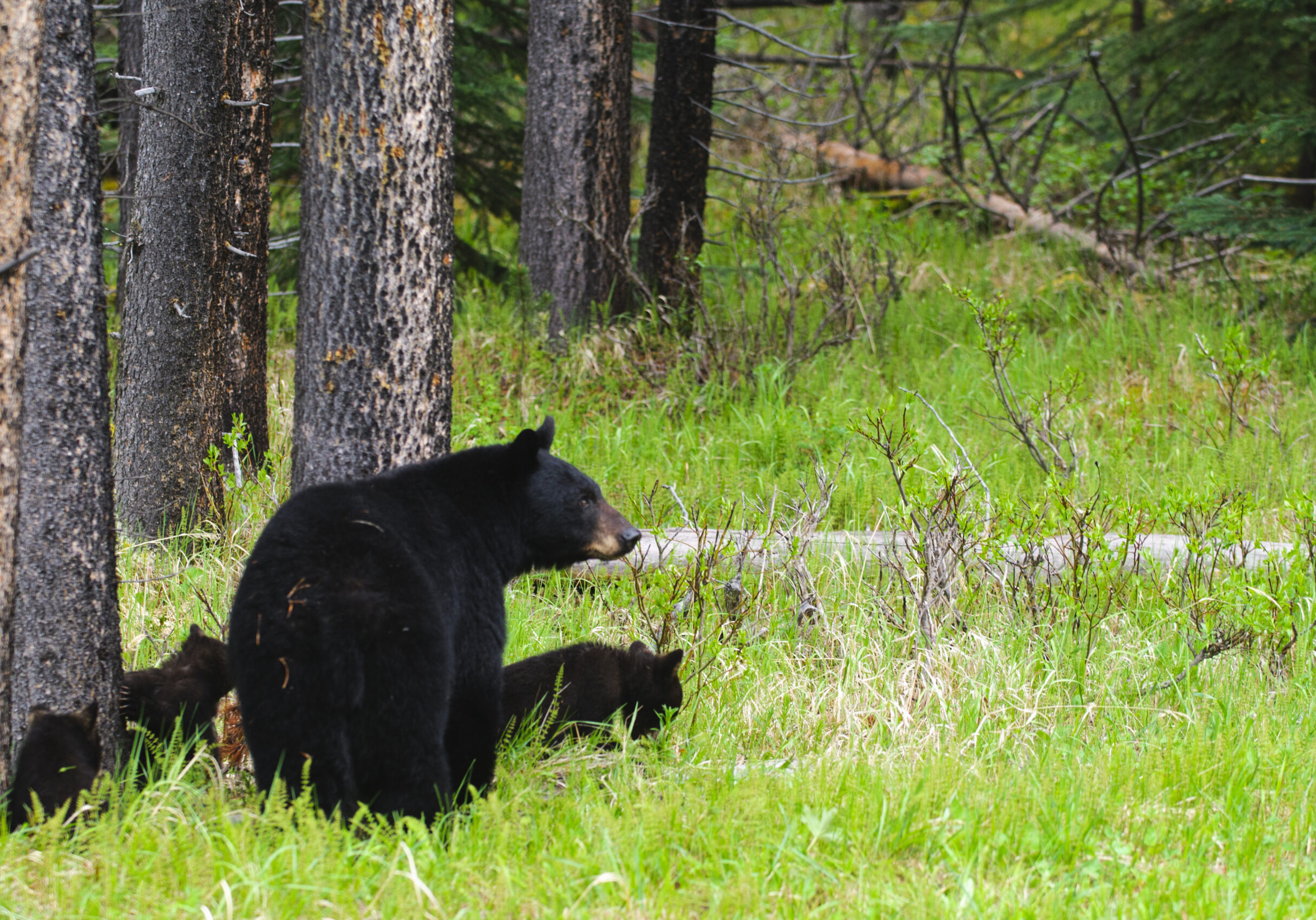Wild,Black,Bear,Family,,Mother,And,Three,Cubs,In,Jasper