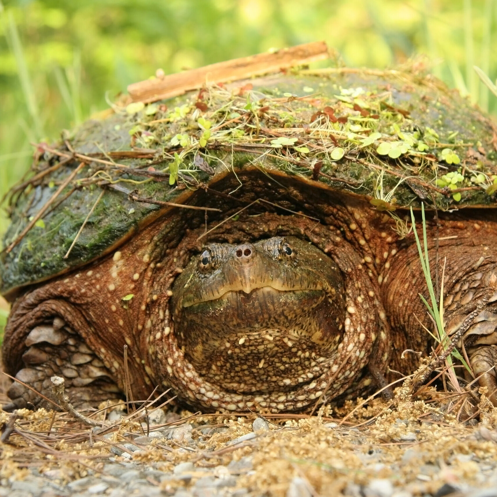Female,Common,Snapping,Turtle,(chelydra,Serpentina),With,Debris,On,Shell