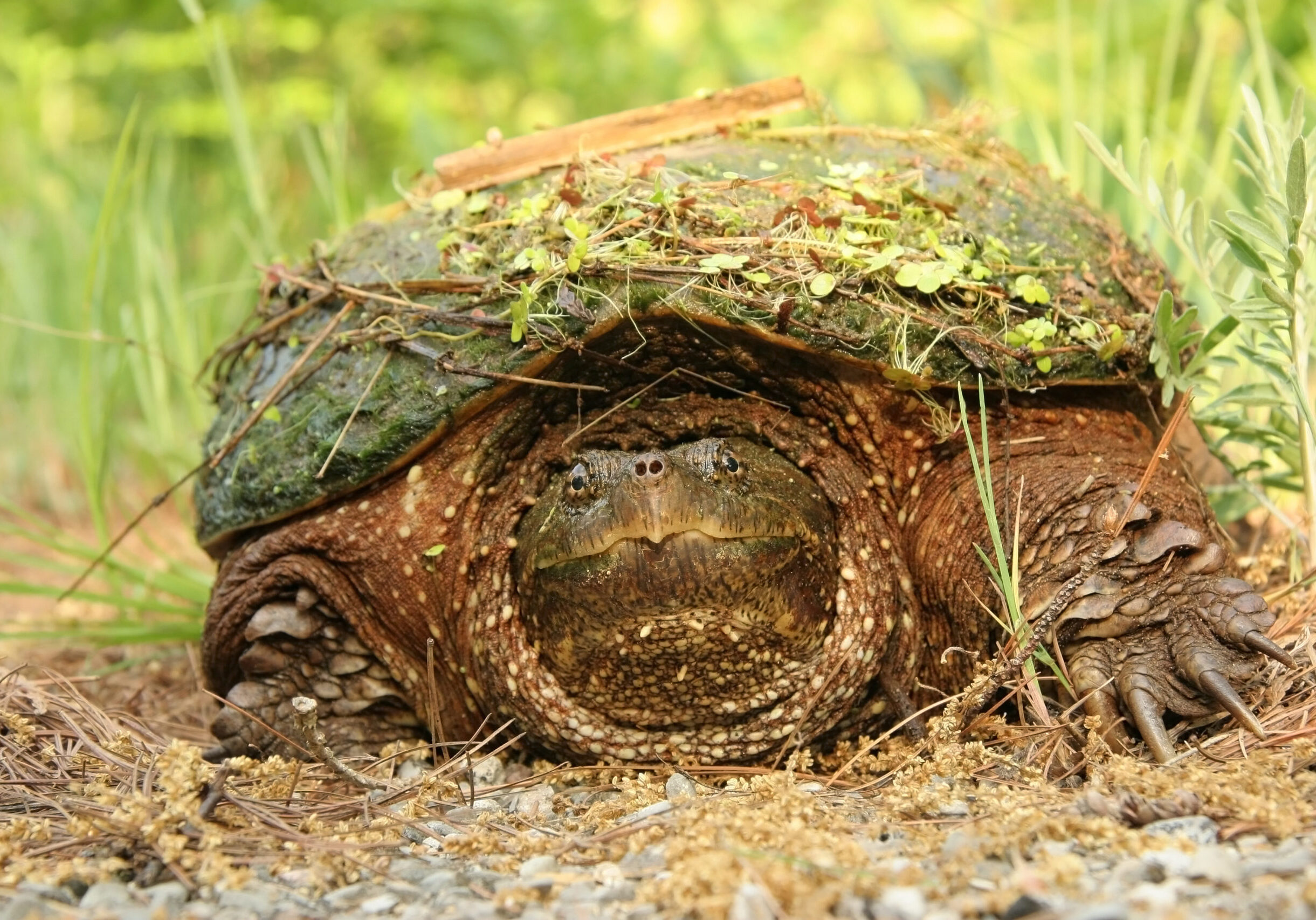 Female,Common,Snapping,Turtle,(chelydra,Serpentina),With,Debris,On,Shell