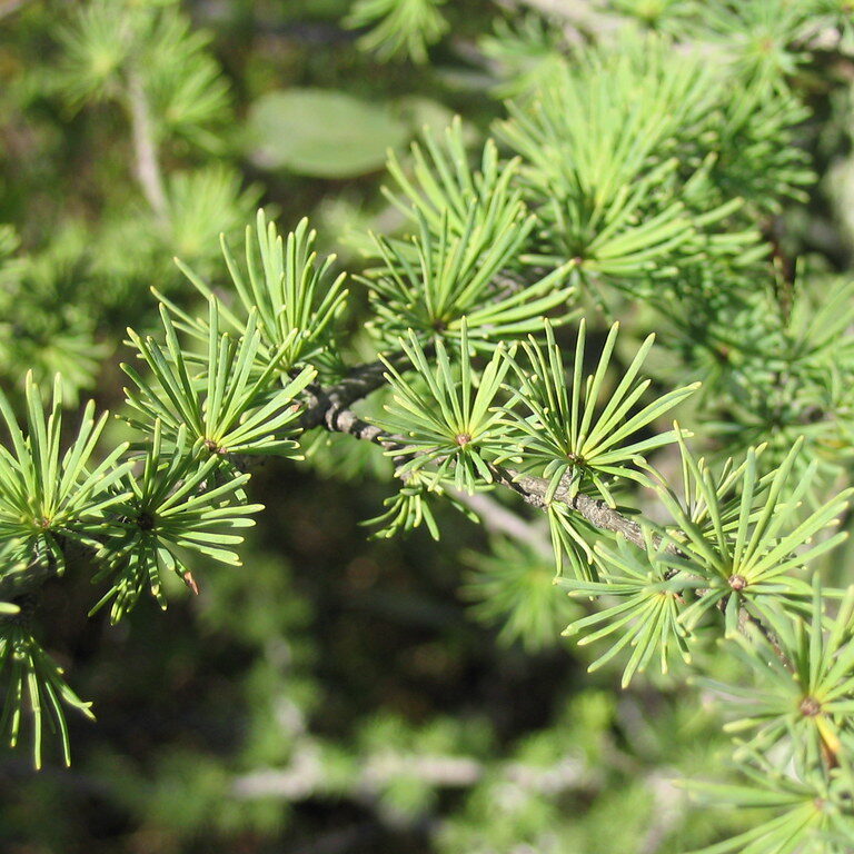tamarack